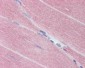 PPP1R12A / MYPT1 Antibody